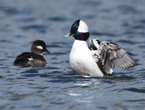 bufflehead duck sounds