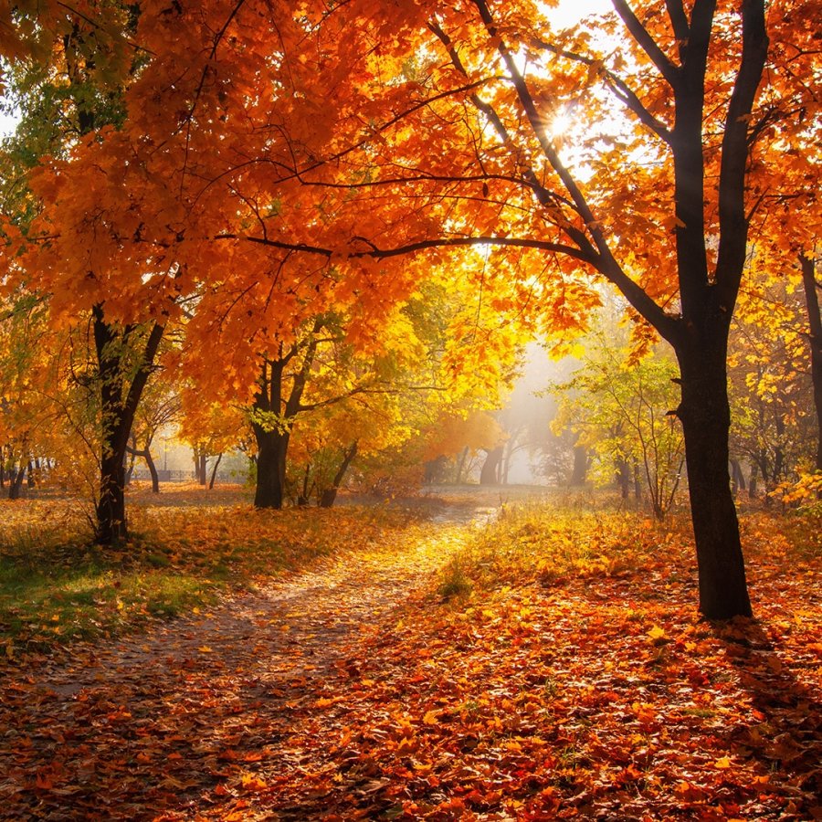 Image Source: Elite Tree Care
https://www.elitetreecare.com/2019/10/alternative-uses-for-autumn-leaves/

