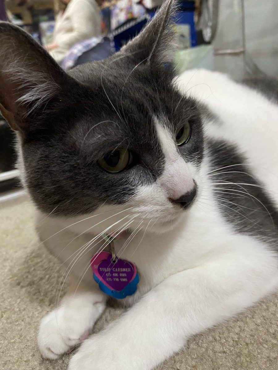 Super cute grey and white cat!