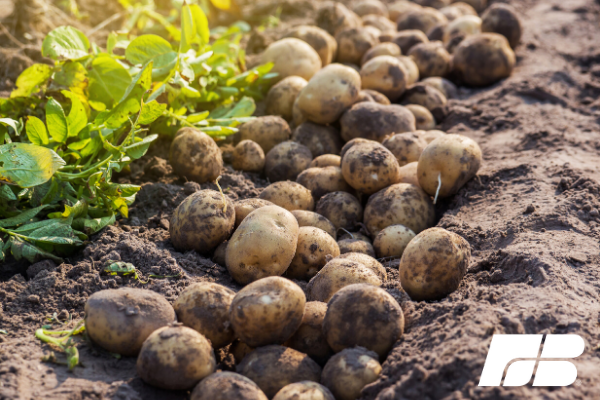 Image Credit: Idaho Farm Bureau Federation (www.idahofb.org/news-room/posts/2019-could-be-a-year-to-remember-for-potato-growers/)