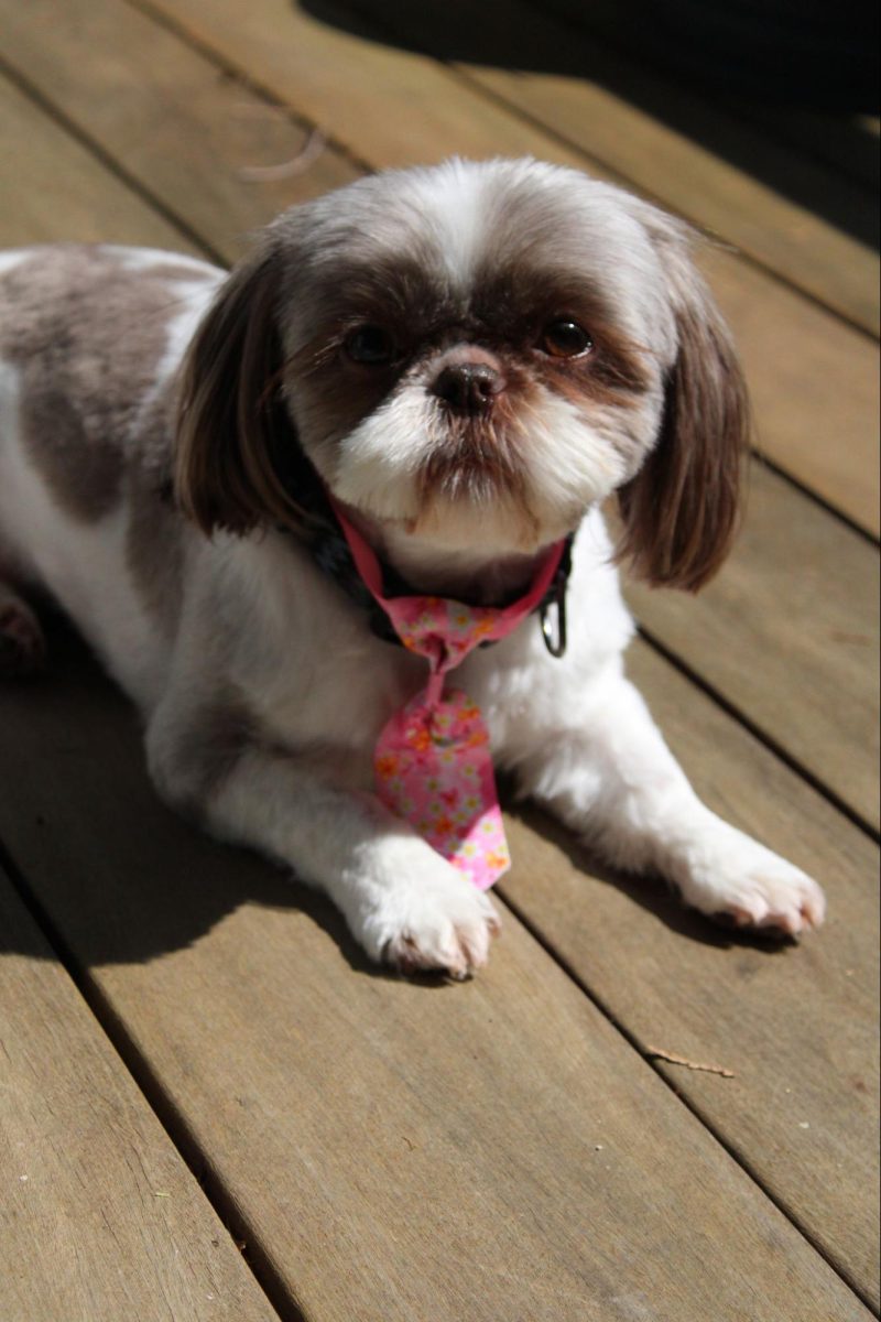 PAW-SITIVE PUPS