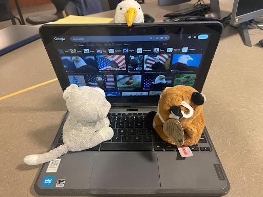 Cat and Fox Talk About American Bird