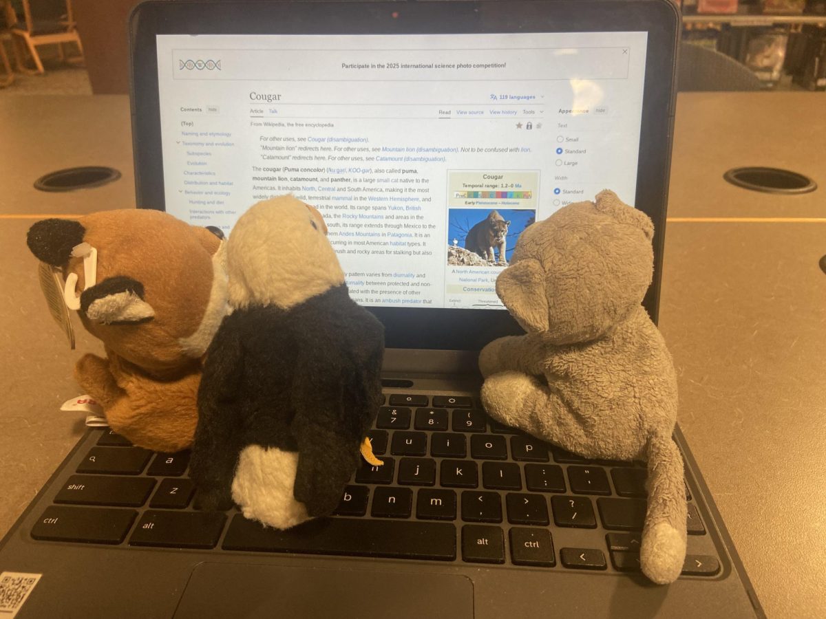Cat, Fox, and American Bird Talk about Cougars